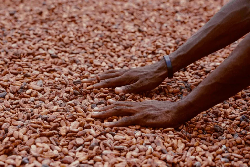 CNAE 0135-1/00: cultivo e produção de cacau