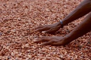 CNAE 0135-1/00: cultivo e produção de cacau