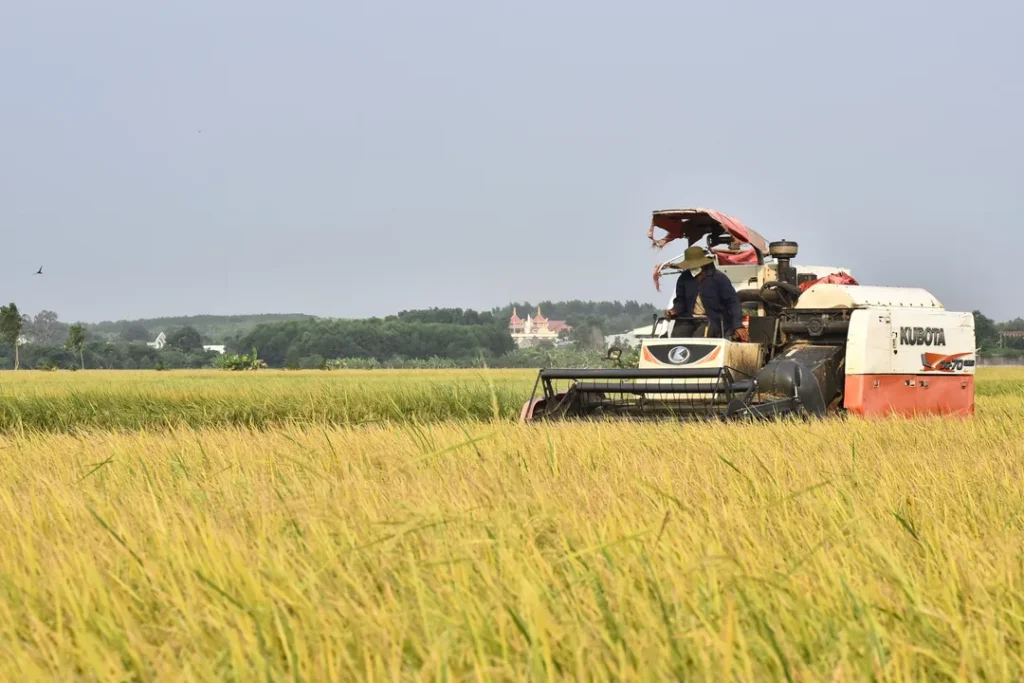 CNAE 1061-9/01: beneficiamento e processamento de arroz