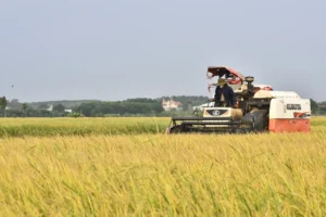 CNAE 1061-9/01: beneficiamento e processamento de arroz