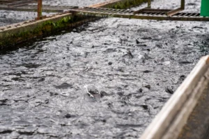 CNAE 0322-1/07: suporte técnico para aquicultura