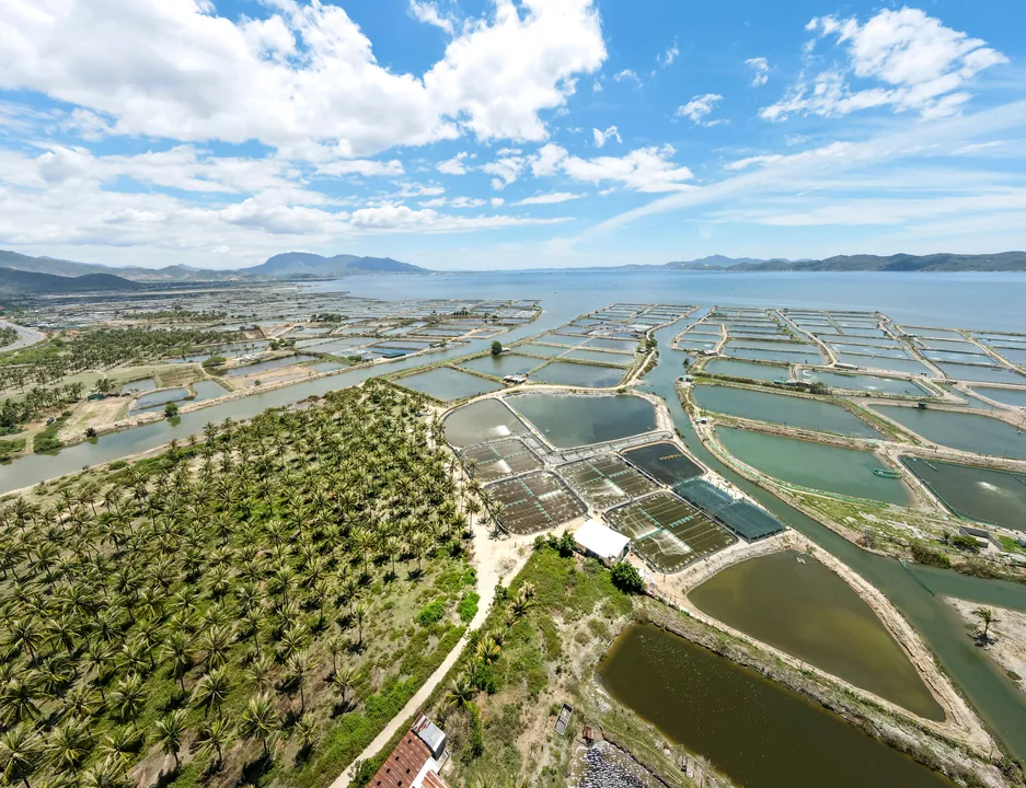 Tecnico inspecionando fazenda de cultivo de camaroes no mar