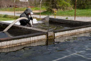 CNAE 0321-3/01: criação de peixes em água salgada e salobra