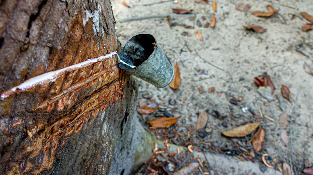 Trabalhador extraindo látex de seringueira na floresta amazônica