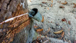 CNAE 0220-9/04: extração de látex em seringais nativos