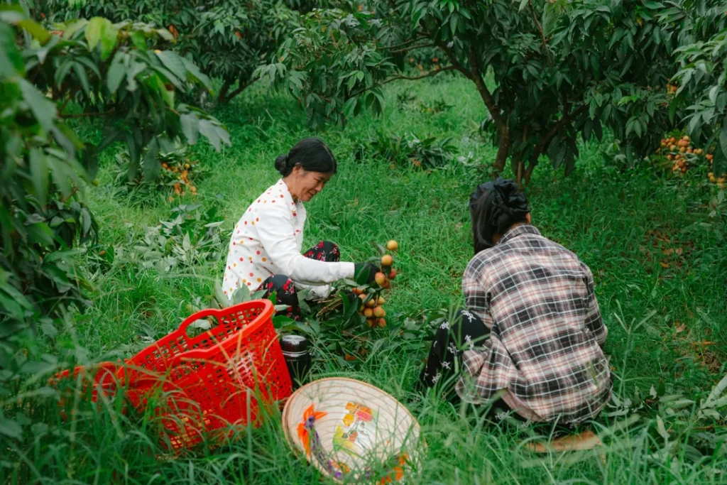 CNAE 0210-1/99: extração de produtos florestais não madeireiros
