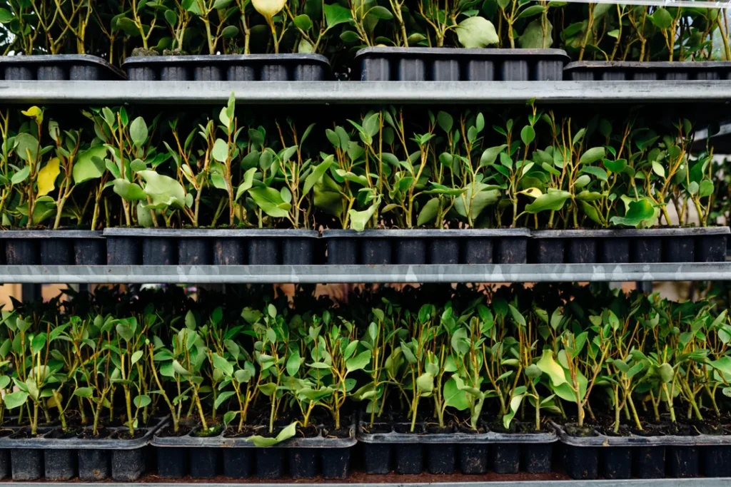 Viveiro de plantas com mudas florestais sendo cultivadas em bandejas
