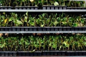 CNAE 0210-1/06: produção de mudas em viveiros florestais