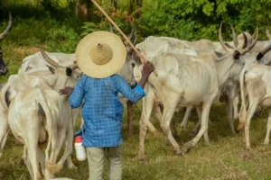 CNAE 0162-8/03: serviços de manejo e pastoreio de animais