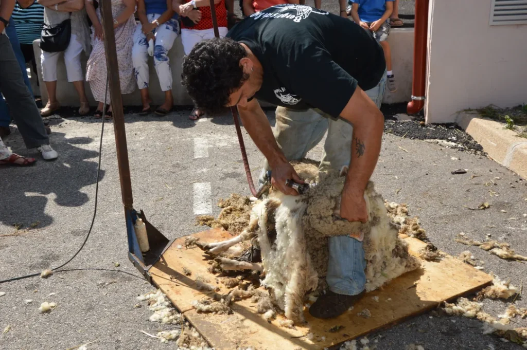 Tosquia de ovelhas em fazenda com trabalhador especializado