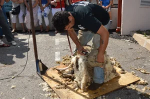 CNAE 0162-8/02: serviço especializado de tosquia de ovinos