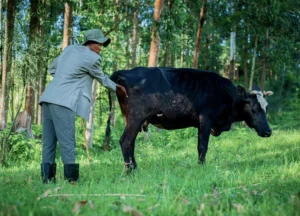 CNAE 0162-8/01: serviços de inseminação artificial em animais