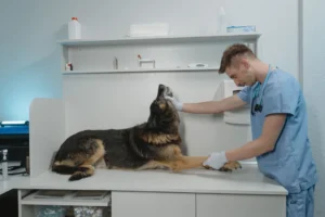 CNAE 0159-8/02: criação de animais de estimação, o que inclui?