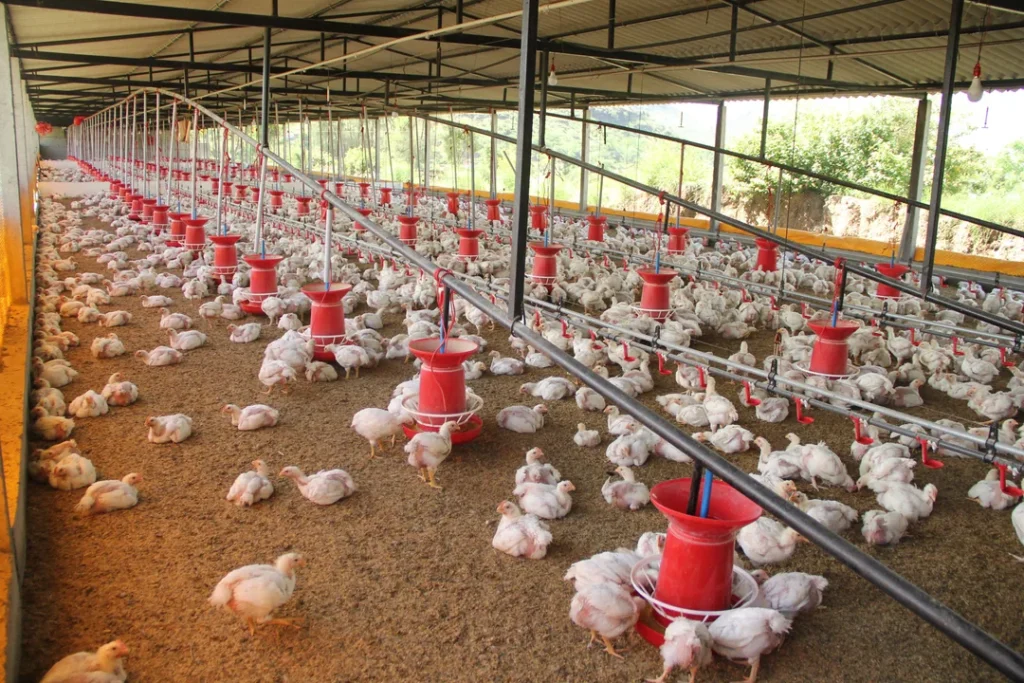 Galpão de granja com criação de frangos de corte