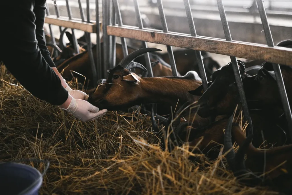 Fazendeiro alimentando cabras em uma fazenda rural