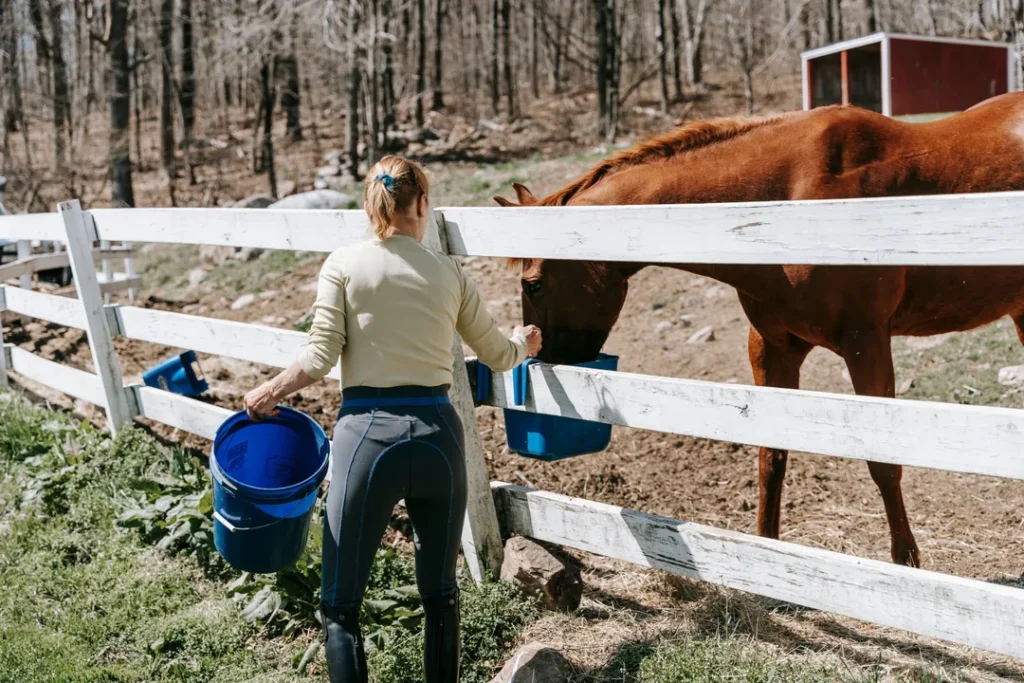 Cuidador alimentando cavalo em fazenda