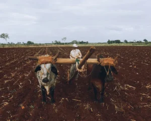 CNAE 0151-2/03: criação de bovinos para trabalho