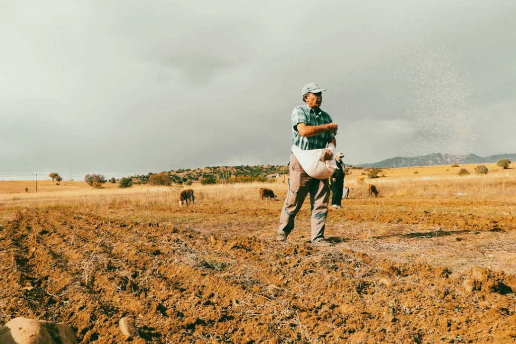 Agricultor inspecionando plantio de sementes certificadas no campo