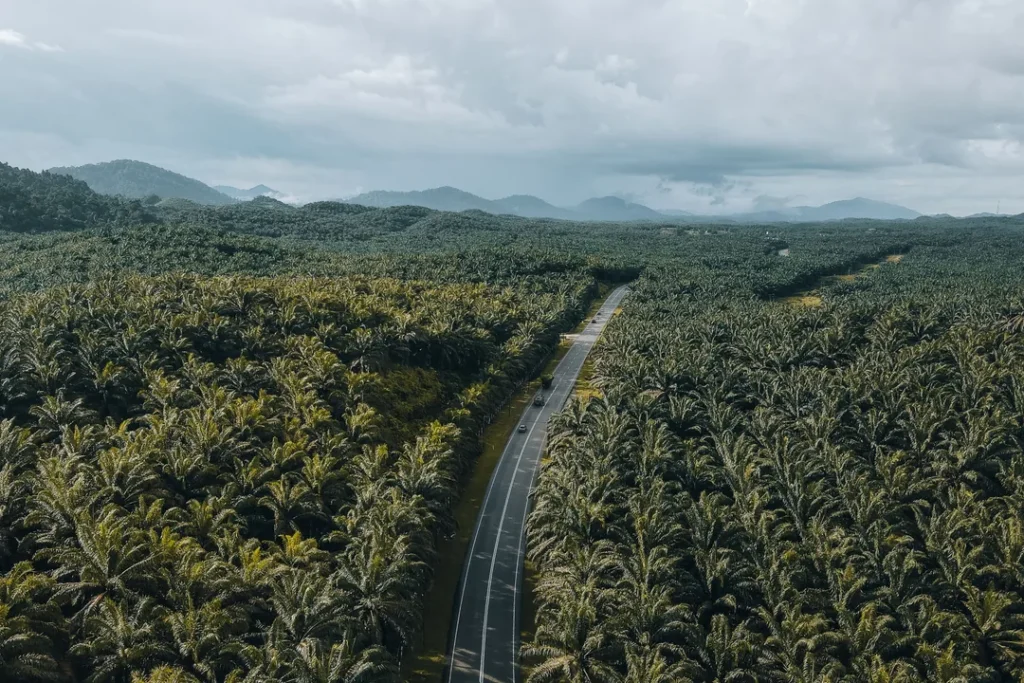 Plantação de palmeiras de dendê em área rural produtiva