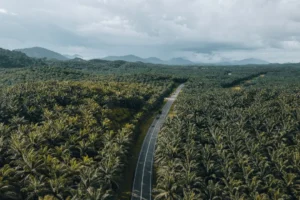 CNAE 0139-3/05: cultivo de dendê, o que inclui?