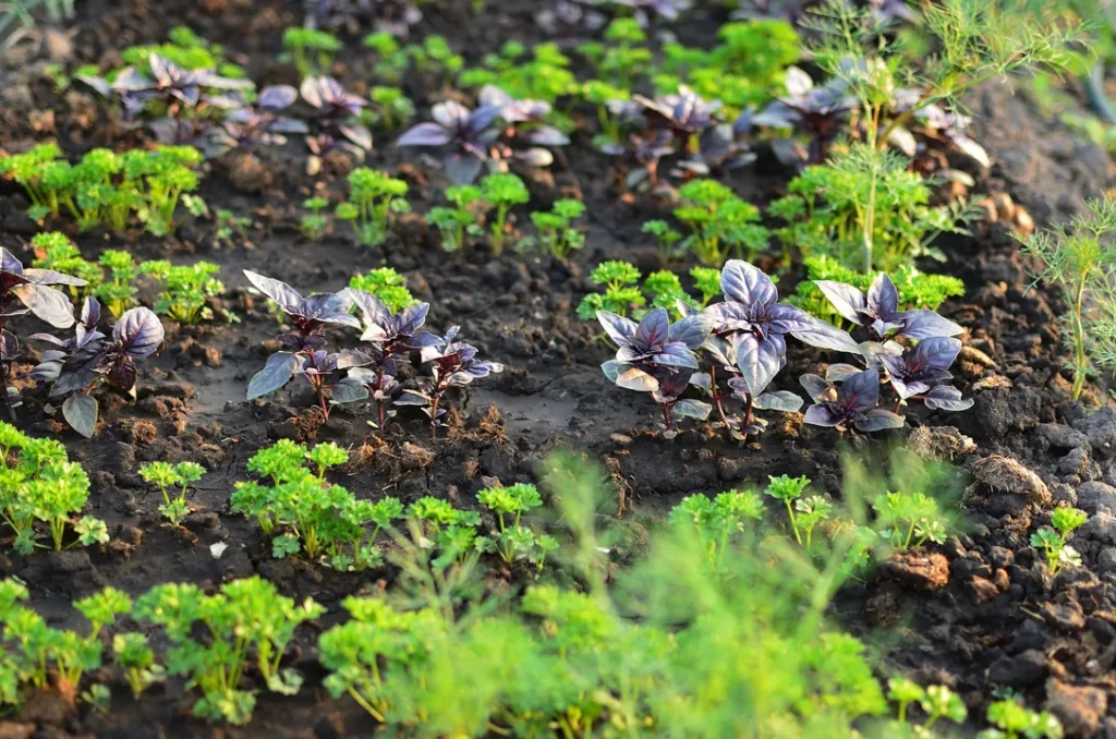 Plantação verde de ervas e temperos em horta ao ar livre
