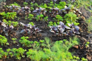 CNAE 0139-3/04: cultivo de plantas para condimentos