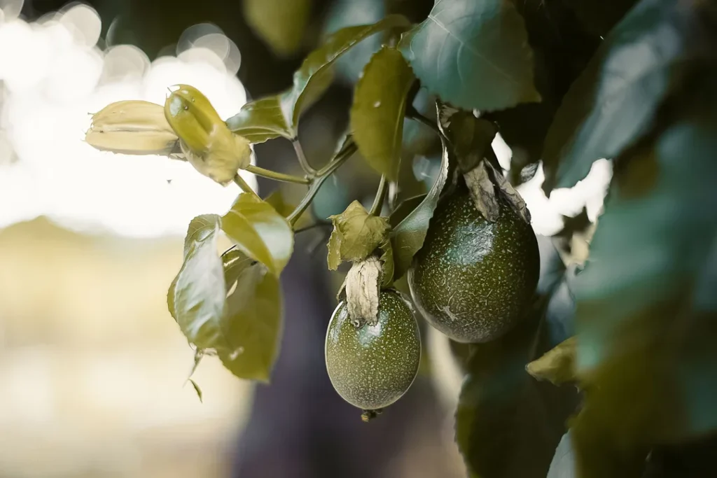 Plantação de maracujá com frutos maduros no pé