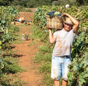 CNAE 0132-6/00: cultivo de uvas e produção agrícola