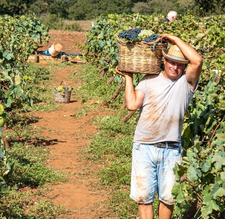 Agricultor colhendo uvas em uma parreira ensolarada