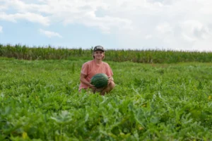 CNAE 0119-9/08: produção agrícola de melancia