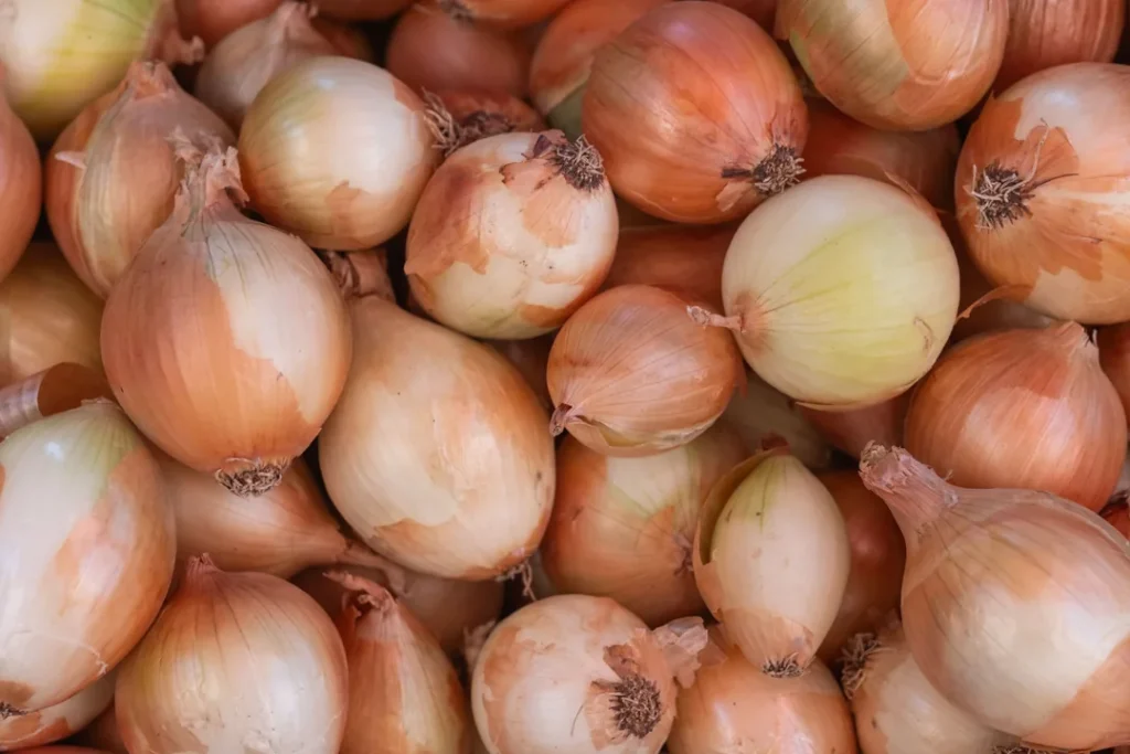 Agricultor colhendo cebolas frescas em uma plantação