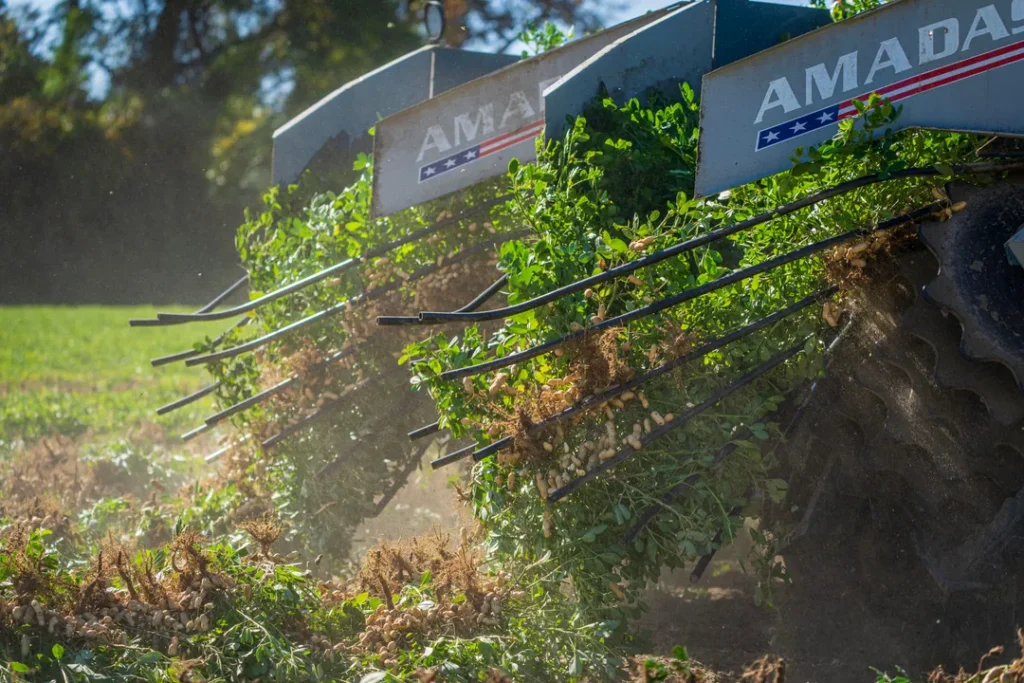 Plantação de amendoim em uma fazenda com solo fértil