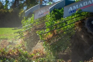 CNAE 0116-4/01: cultivo de amendoim, o que inclui?