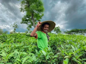 CNAE 0114-8/00: cultivo e processamento primário de fumo