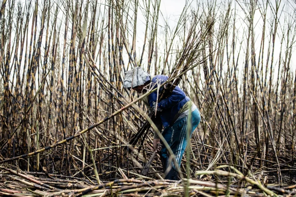 Produtor rural em plantação de cana-de-açúcar examinando o cultivo