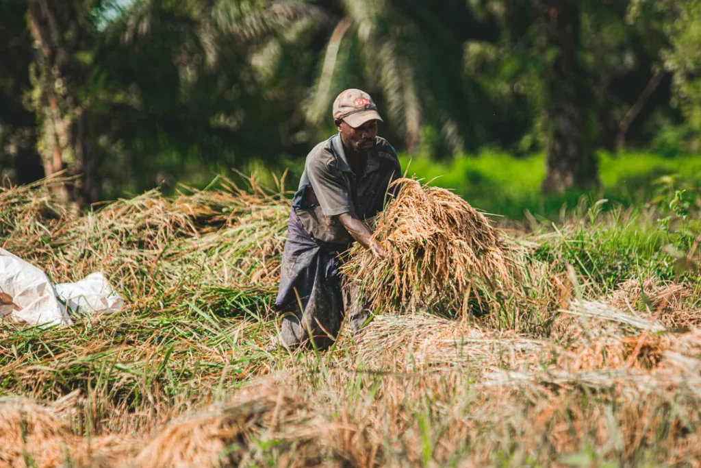 Agricultor colhendo juta em plantação rural