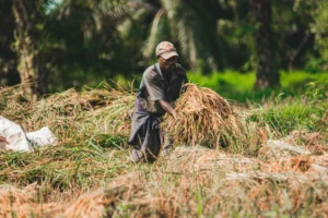 CNAE 0112-1/02: cultivo e processamento de juta