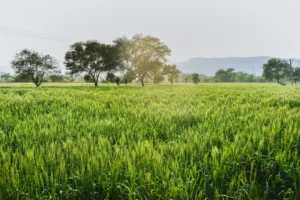 CNAE 0111-3/03: o cultivo de trigo, o que inclui?