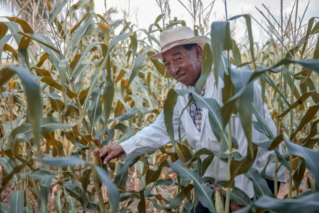 Plantação de milho verde no campo com agricultor colhendo
