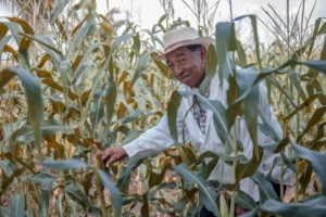 CNAE 0111-3/02: produção e cultivo de milho