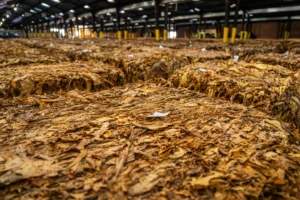 CNAE 4623-1/04: comércio atacadista de fumo em folha