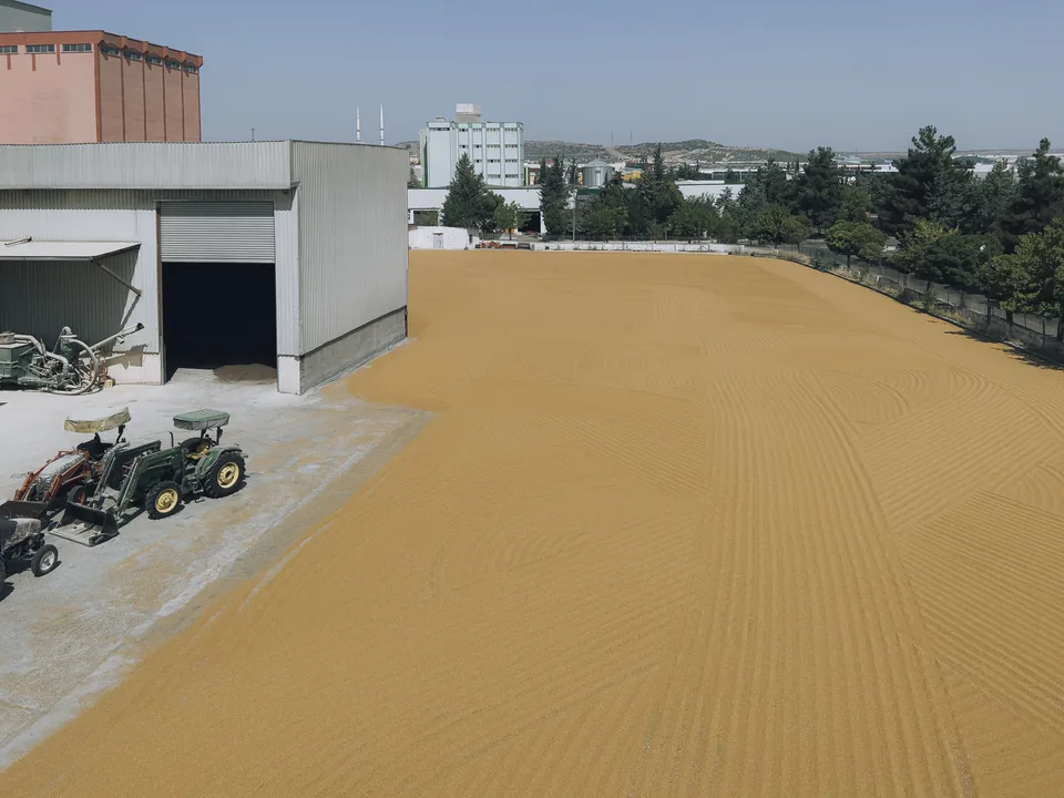 Grãos de soja armazenados em armazém agrícola com trabalhador inspecionando a qualidade