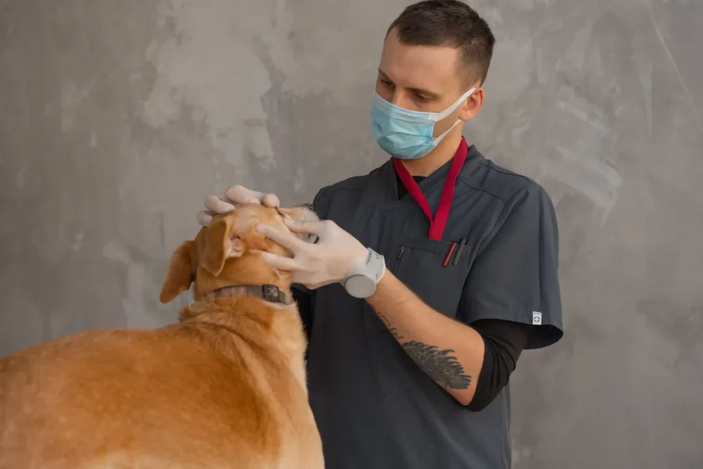 Veterinario examinando um cachorro em uma clinica veterinaria