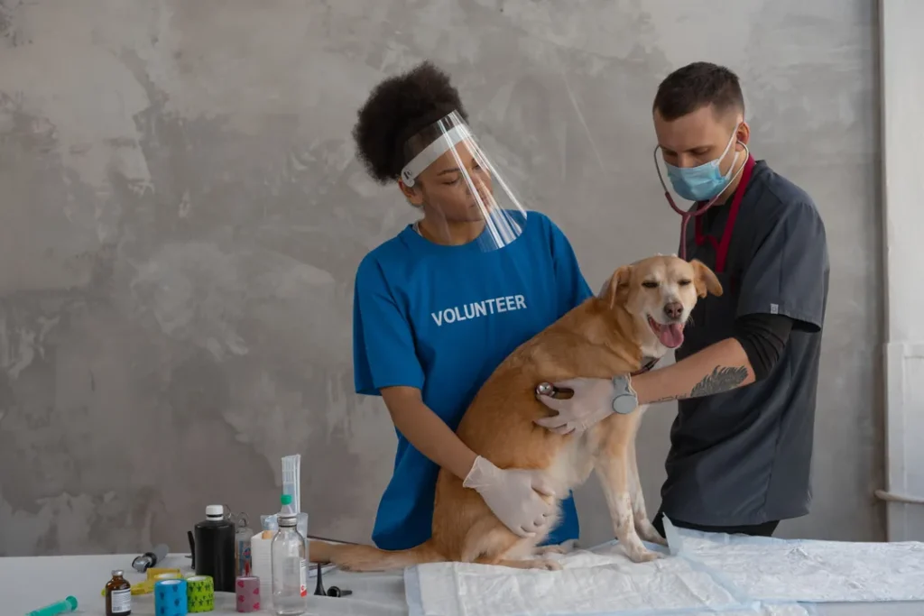 Trabalhador consertando venda de medicamentos veterinários